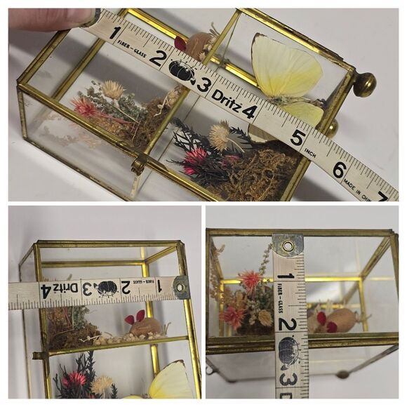 Vintage Taxidermy Butterfly Dried Flowers Terrarium Diorama Glass Display Case - Picture 7 of 8